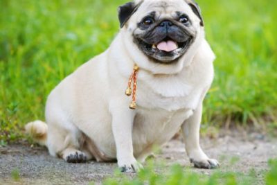Rolly Polly Dogs: overweight in dogs