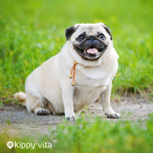 El sobrepeso tanto en los perros como en los hombres es un problema cada vez más extendido y, al igual que en los humanos, los perros aumentan de peso rápidamente si se sobrealimentan y no hacen el ejercicio adecuado. 