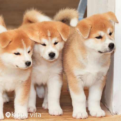 Akita Inu : Ce n'est pas ce qu'il semble