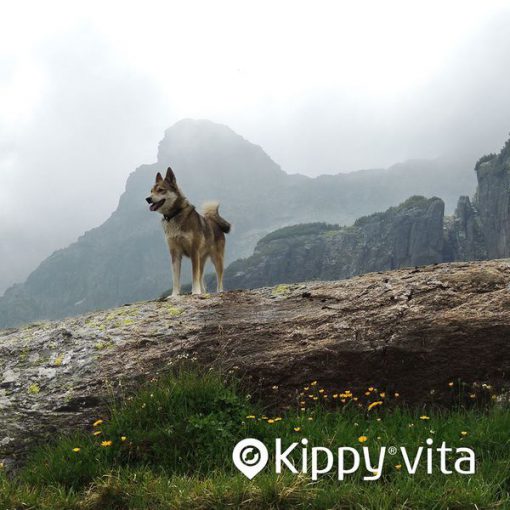 Comment enseigner la commande « reste » à votre chien