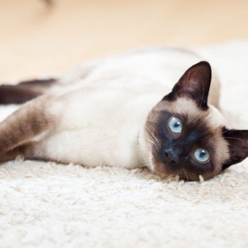 Gatto siamese