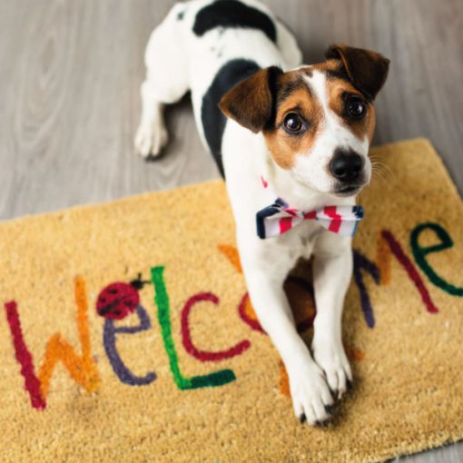 Le choix de prendre un chien