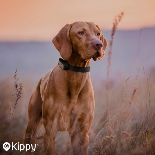 1 Cosa fare quando il cane scappa?