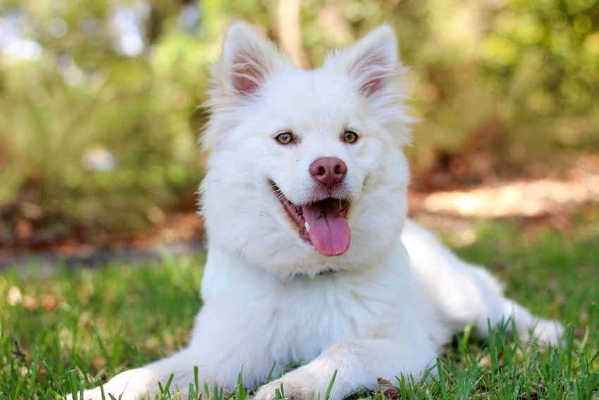 1 Les chaleurs de la chienne : combien de temps durent-elles et comment se comporter ?