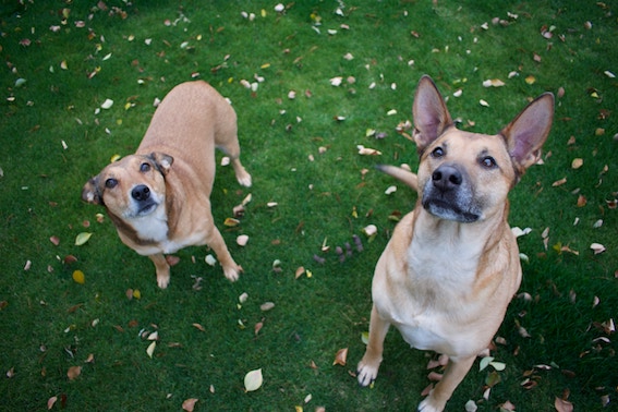 How to teach the dog the basic commands