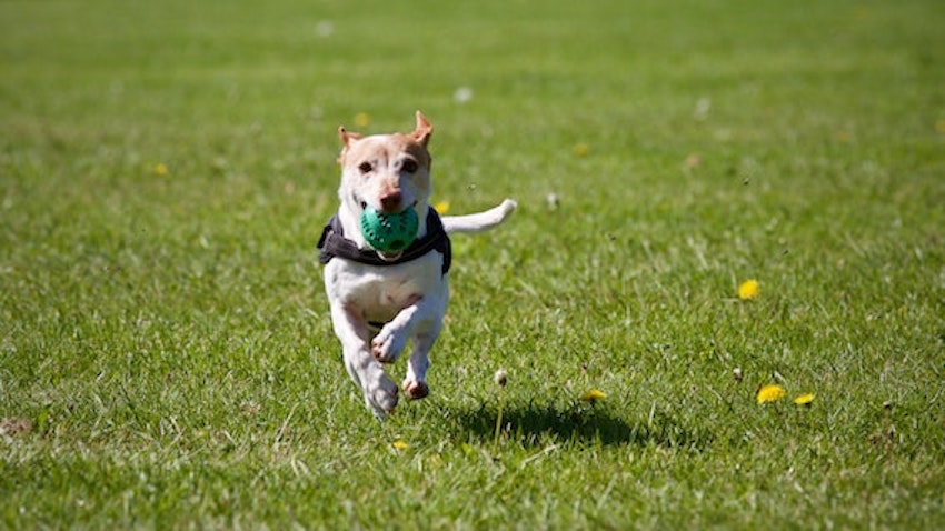 1 How to teach the dog the basic commands