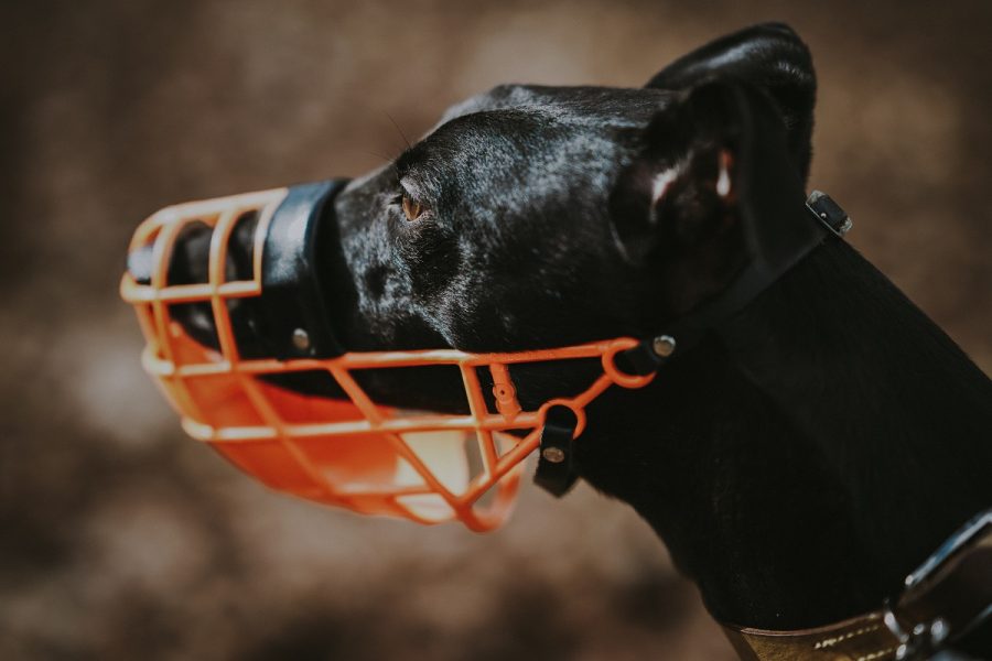 Il trasporto cani e gatti in aereo