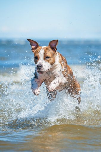 Les vacances amies des animaux de compagnie