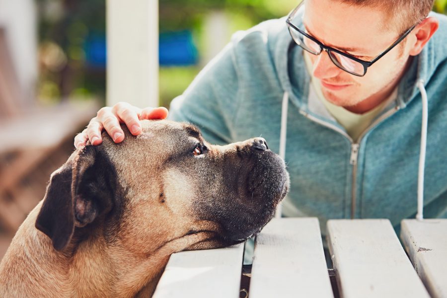 Ansia da separazione cane esercizi