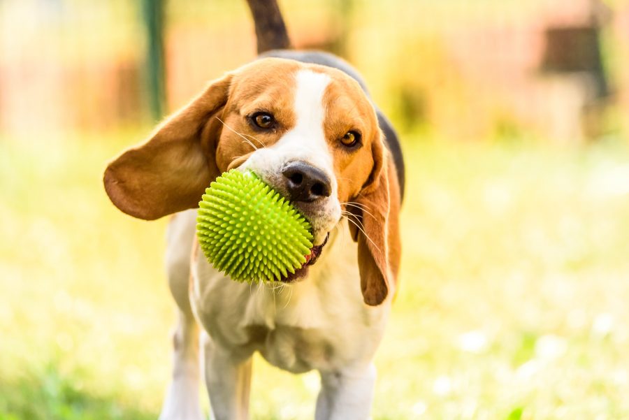 Cane che distrugge i giocattoli per ansia da separazione