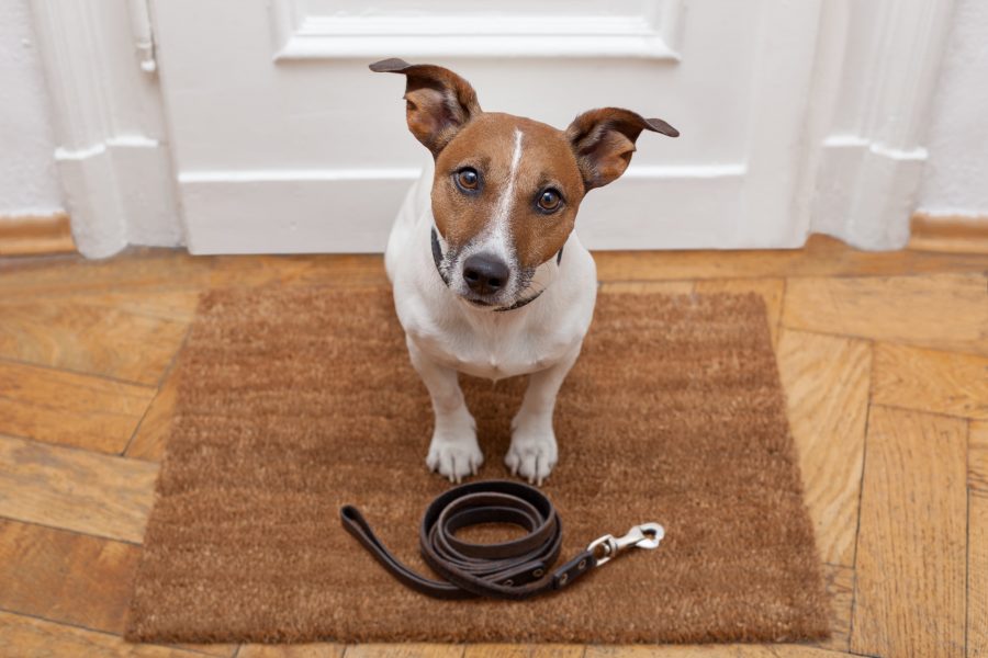 Cane che soffre di ansia da separazione