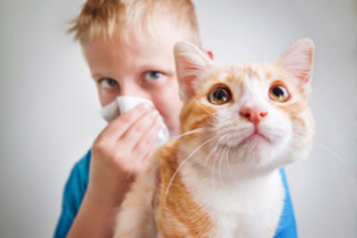 Allergia al gatto: sintomi e rimedi