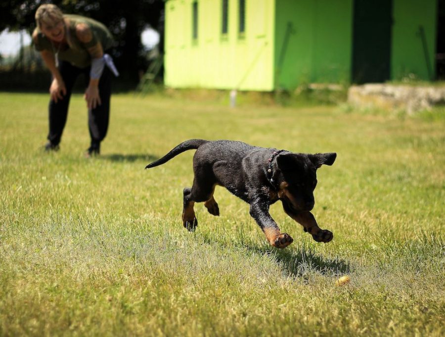 Greendogs: fai la conoscenza dei cani addestrati per diabetici