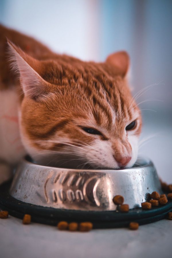 Cosa mangiano i gatti e cosa non devono mangiare