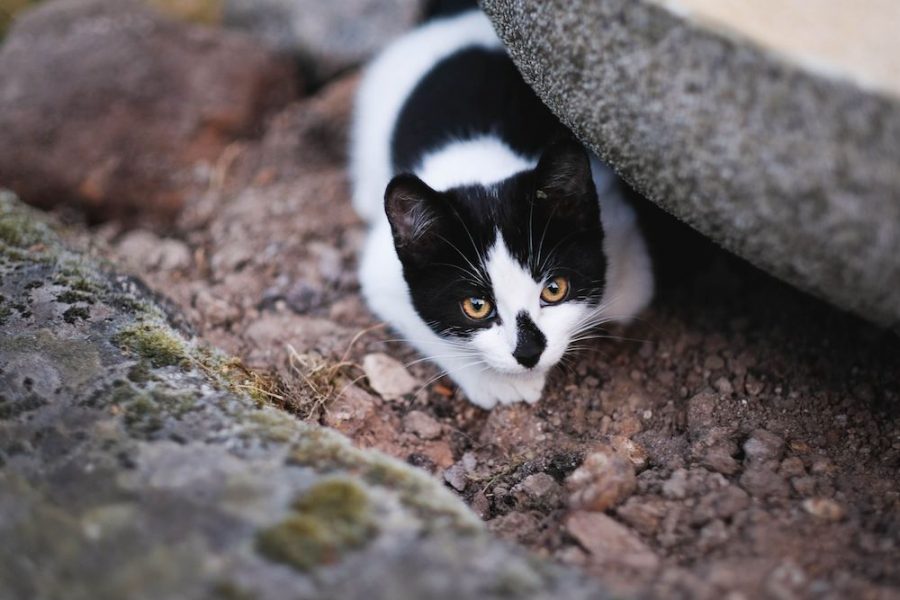 Perché i gatti si allontanano da casa