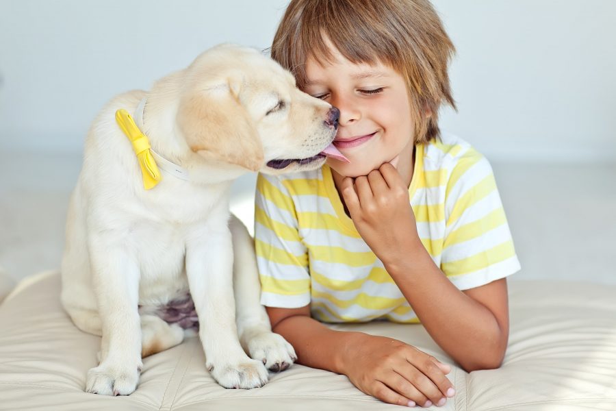 1 Allergia al pelo del cane