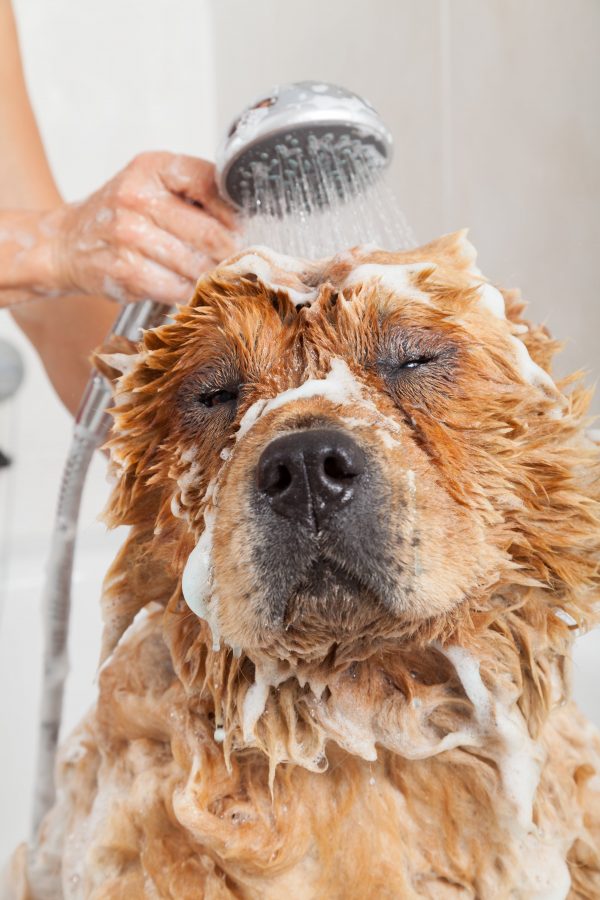 2 Alergia al pelo de perro