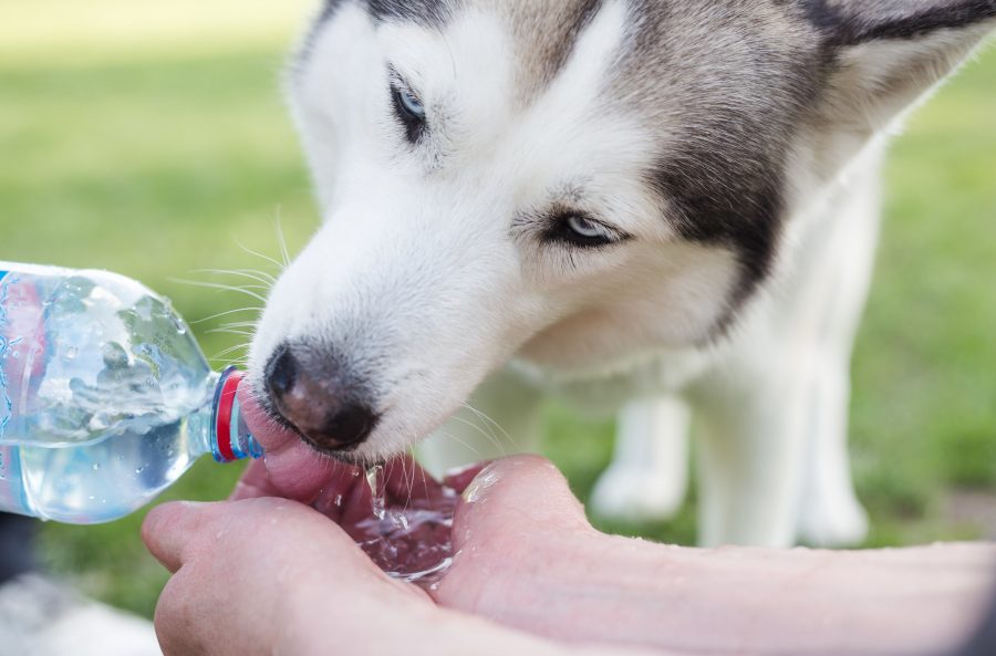Idratare il cane è importante