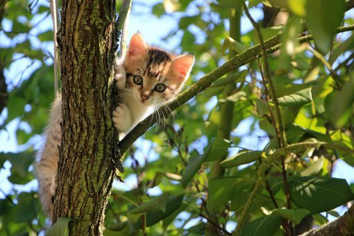 Scared lost cat