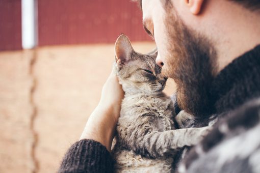 gatti per pet therapy