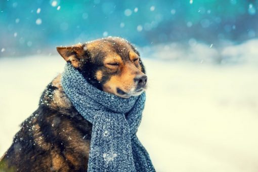 Symptoms of heat stroke in dogs