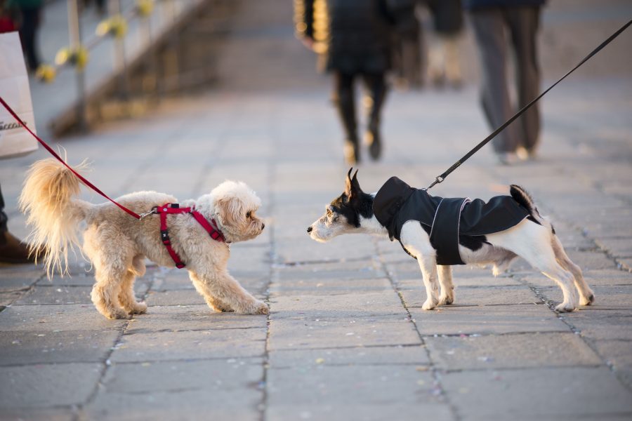 Leash for dogs