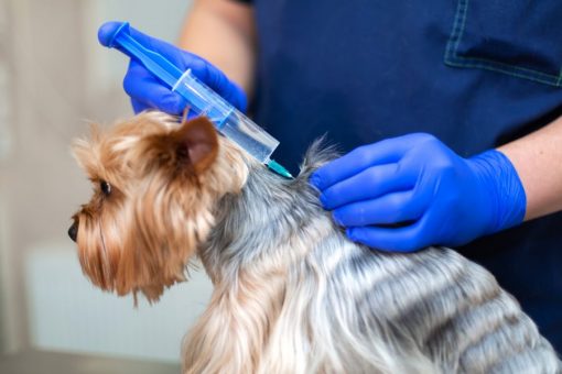 Symptoms and treatment for dog leishmaniasis