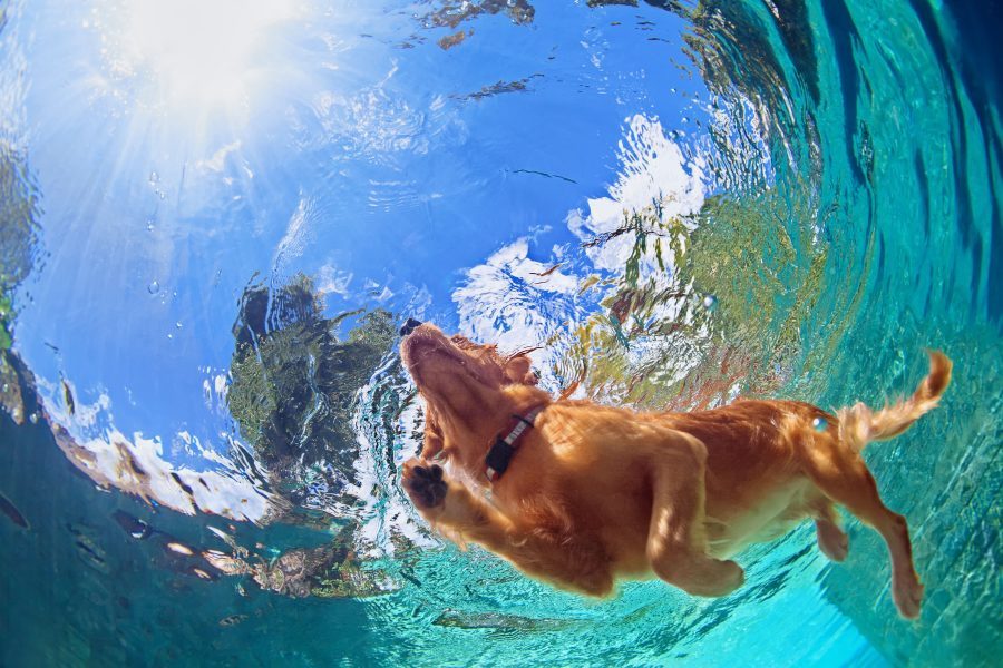 Sea rescue dog