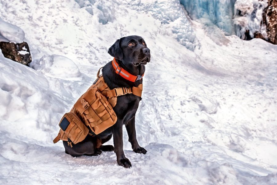 Mountain rescue dog