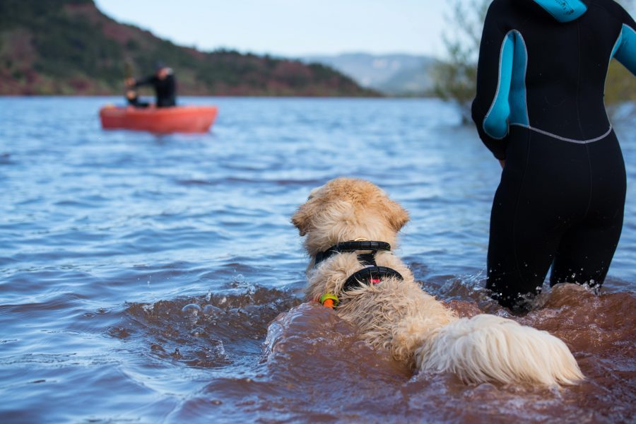 Rescue dog training