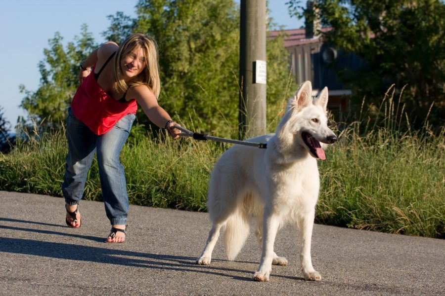 Dogs' leashes