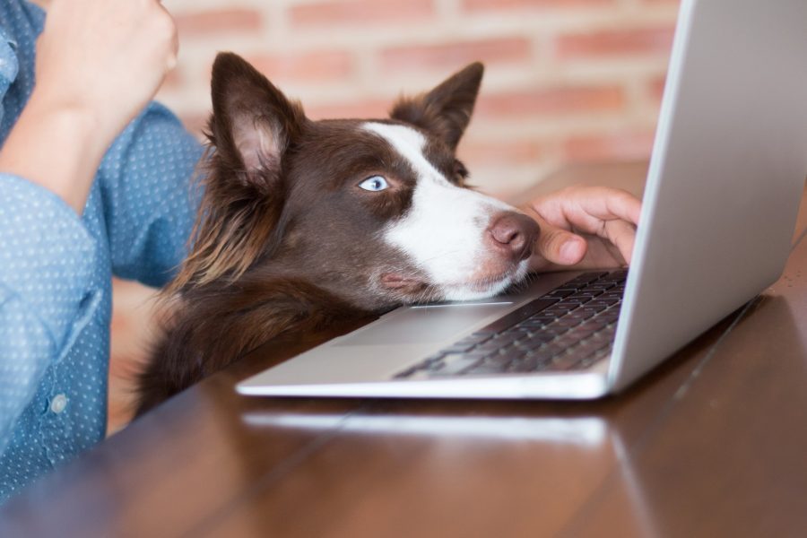 Take your dog to work day