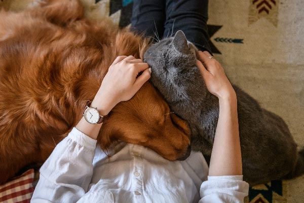 Cani e gatti e coronavirus