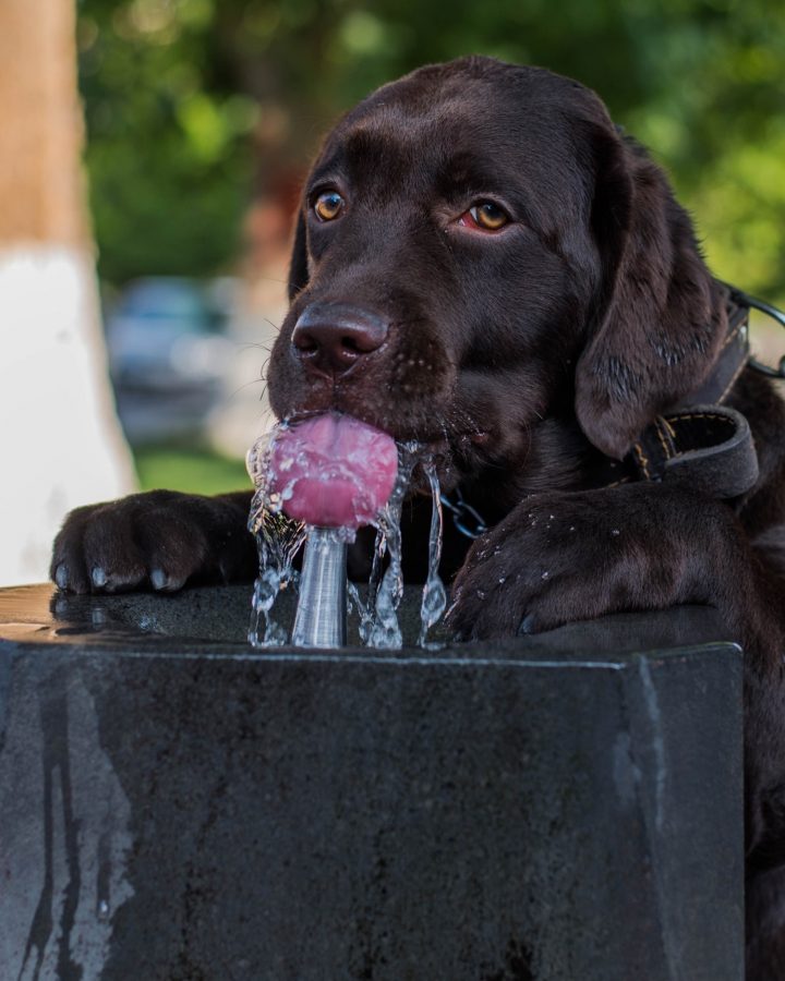 il mio cane non beve l'acqua dalla ciotola