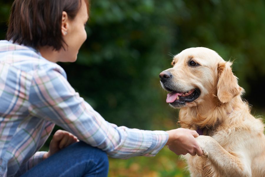 Rally Obedience la disciplina para perros y guías felices