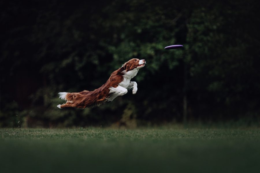 faire du sport avec les chiens