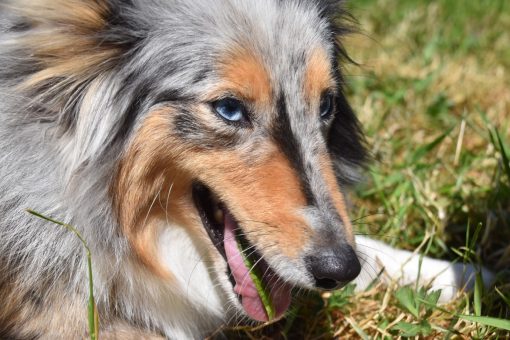 dog-eats-grass