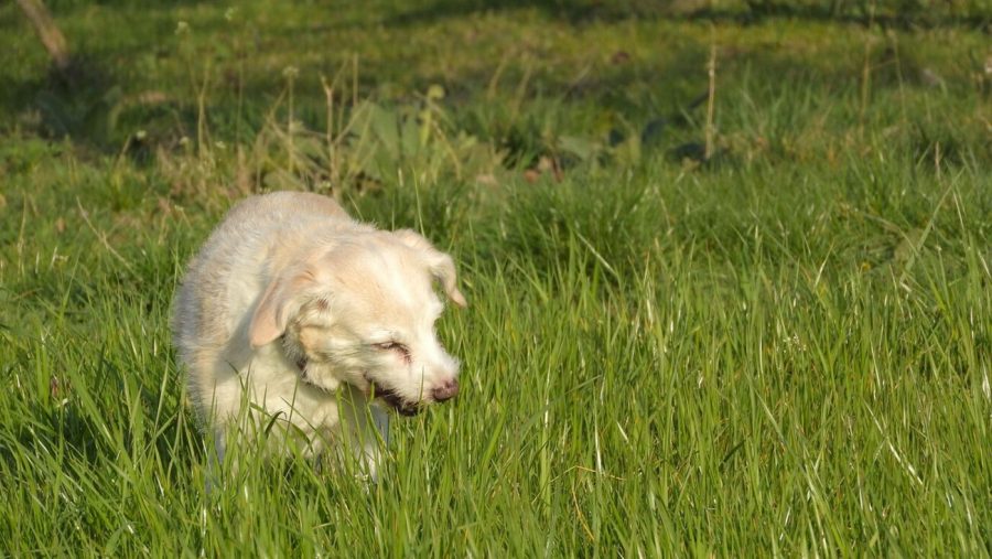 Mi perro come hierba