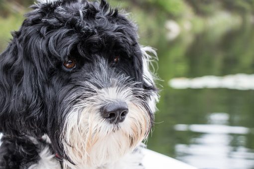 perro de agua portugués