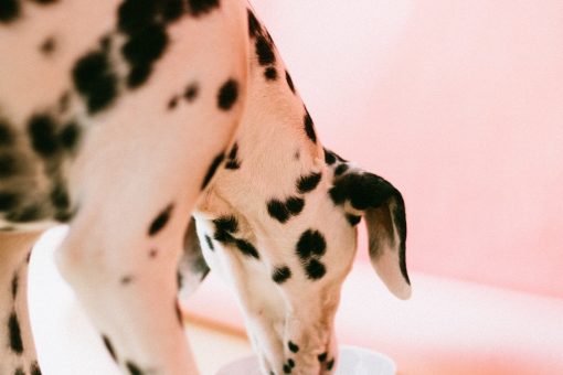 dalmatian-dog-who-drinks