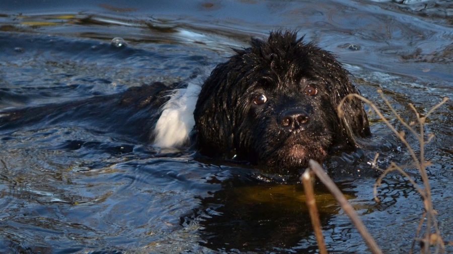 1 chien de natation