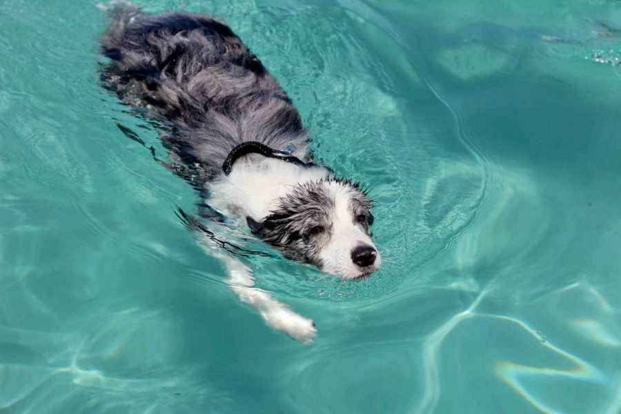 Dogs and water... A combination that is not always natural