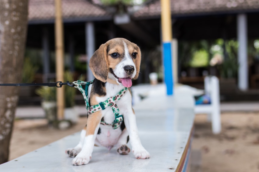 Tu perro tira de la correa