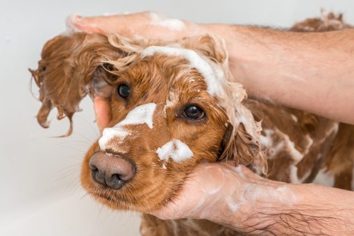 HOW TO WASH YOUR DOG