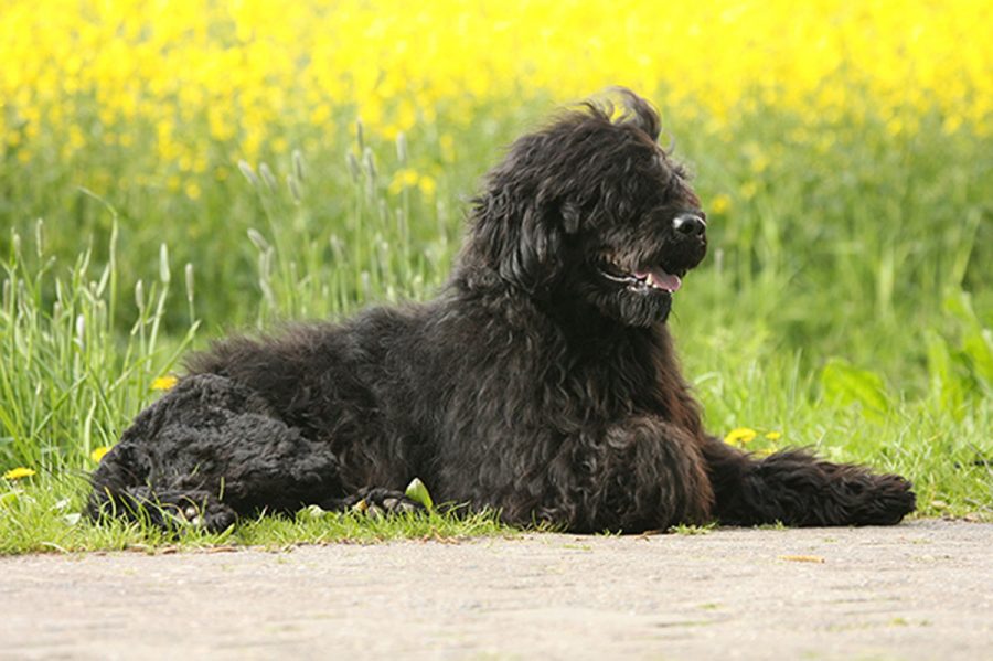 El perro de agua portugués