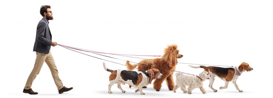Dogs and the leash: how to walk your dog
