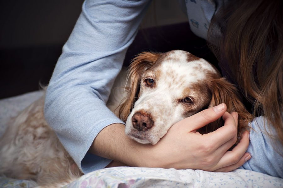 prendre soin d'un chien âgé