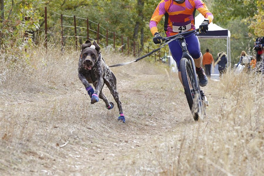 1 Playing sport with dogs