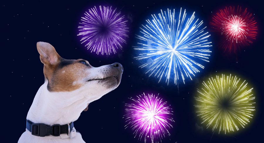 protéger votre chien de la peur des feux d’artifice au reveillon du Nouvel An