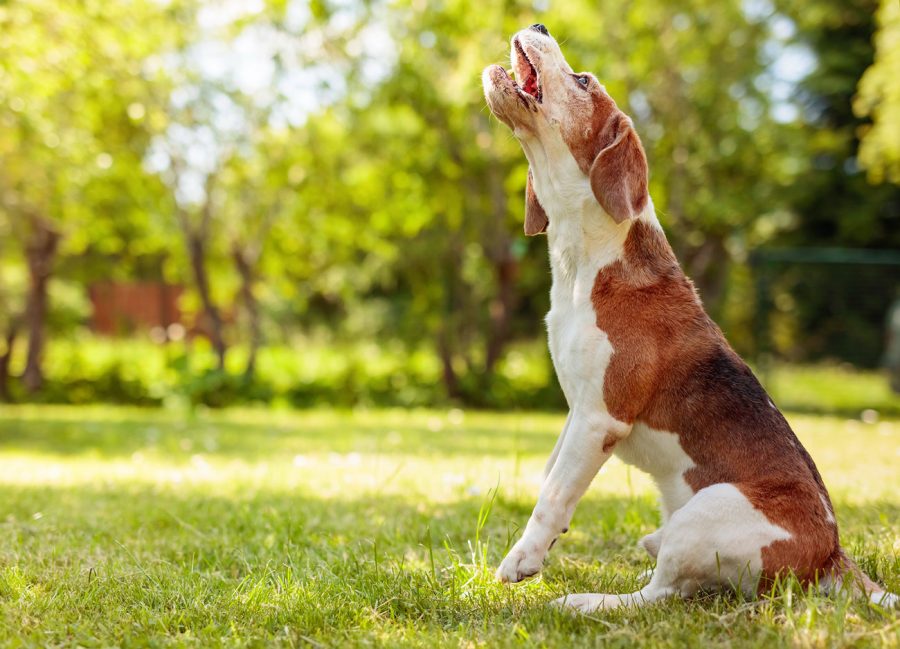 Ein Hund, der zu viel bellt